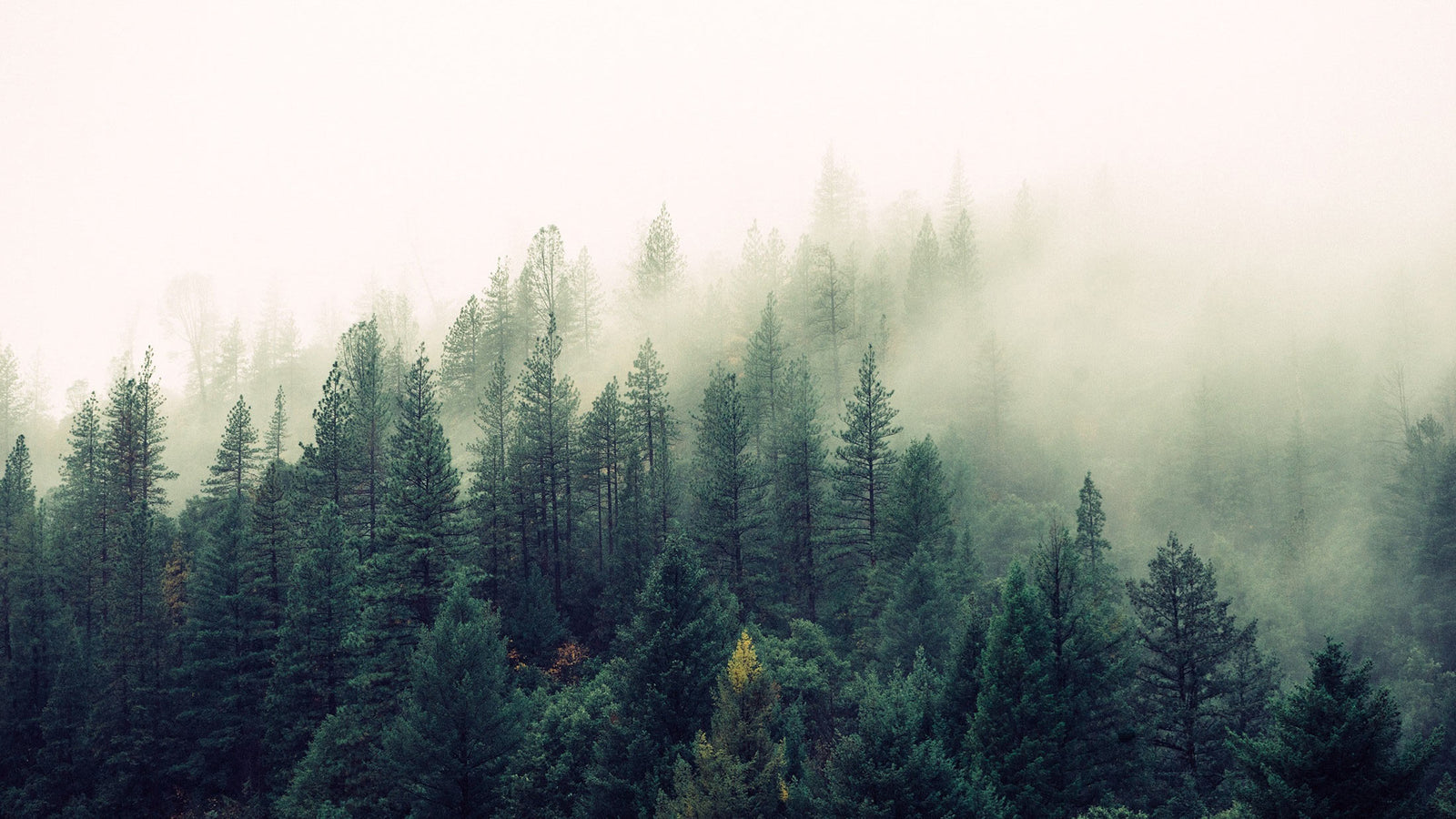 Make every day Earth Day